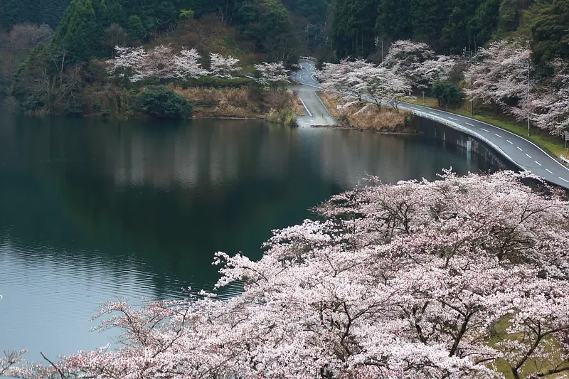 [2024_Cherry blossom spot in TsuCity cho, geinocho ③] Cherry blossoms on the shore of Lake Shikujo, Geino-cho TsuCity geinocho
