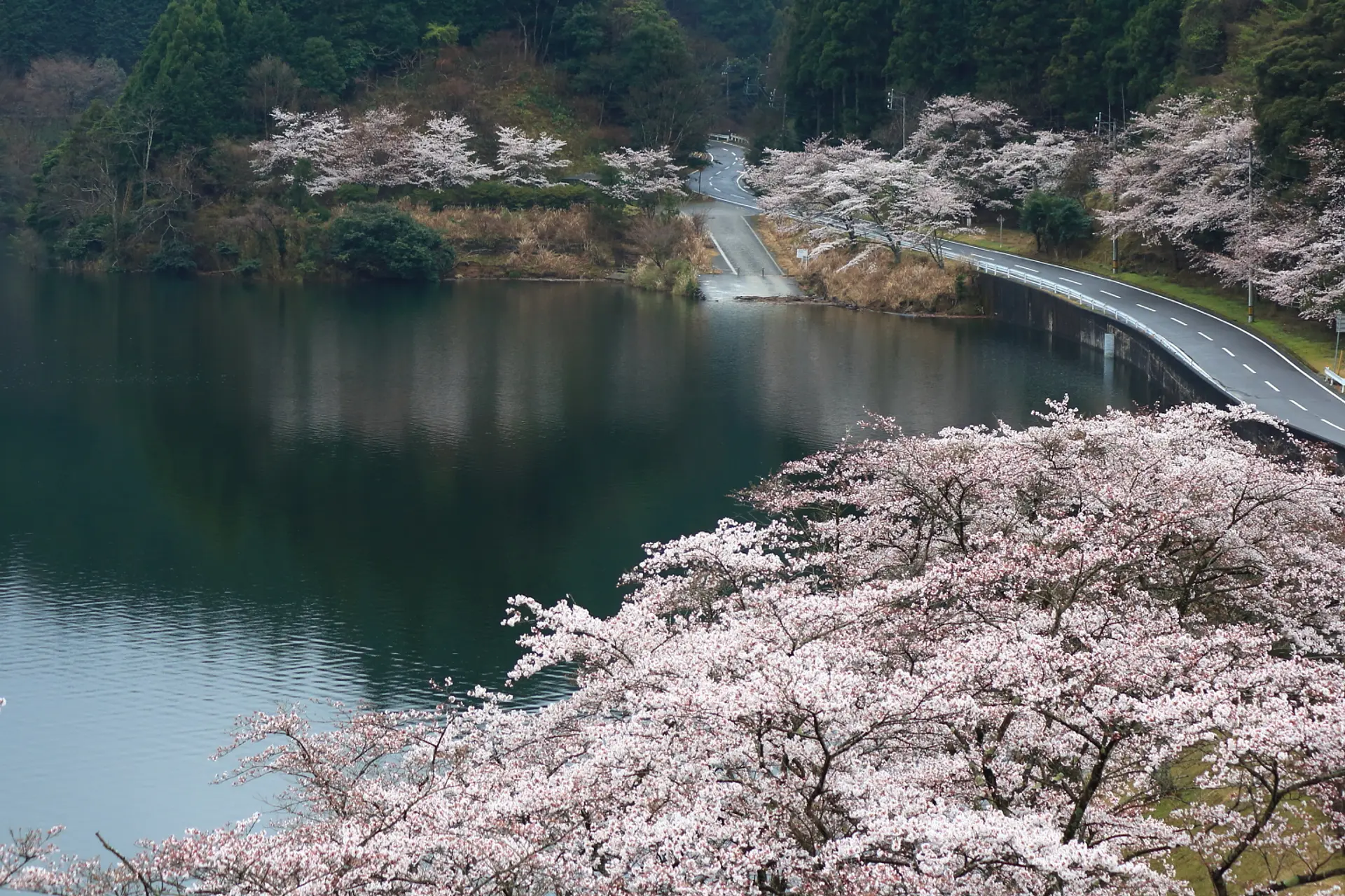 【2024年_津市芸濃町の桜スポット③】津市芸濃町錫杖湖畔の桜