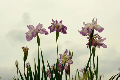 伊勢花しょうぶ園の花しょうぶ（1）