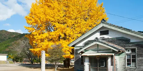 Gran árbol de ginkgo en Kawachi (jardín Wakakusa)