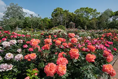 名花之裡（Nabananosato）“玫瑰園”