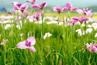 伊勢花しょうぶ園の花しょうぶ（2）