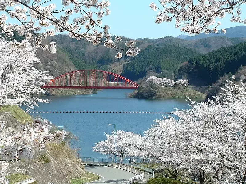 青蓮寺湖畔の桜（名張市）