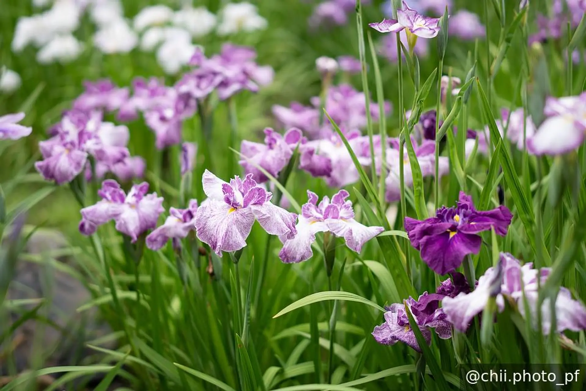 花菖蒲