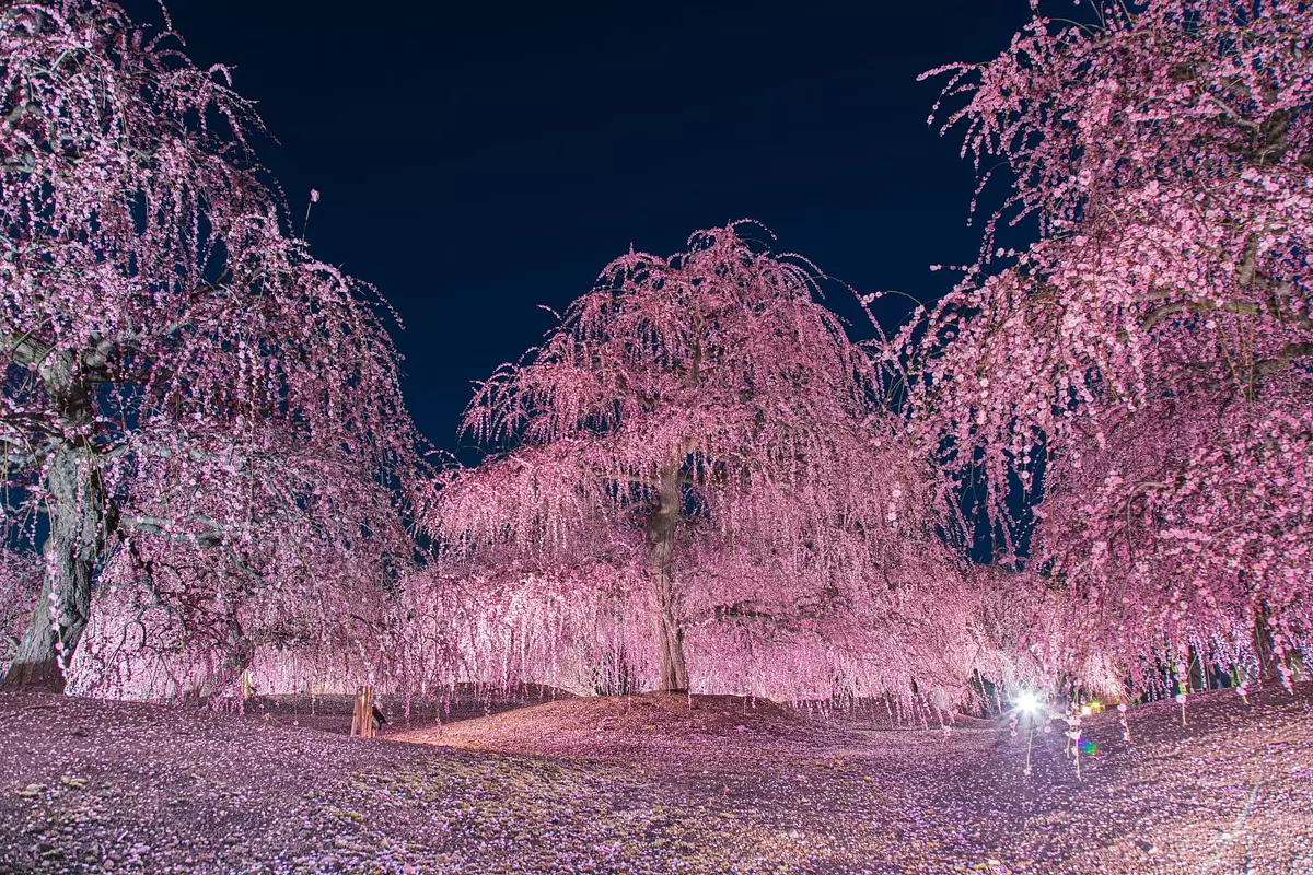 Iluminación de ciruela del bosque de Suzuka