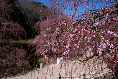 鈴鹿の森庭園の梅（2）