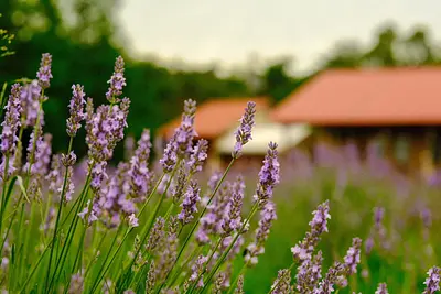メナード青山リゾートのラベンダー（2）