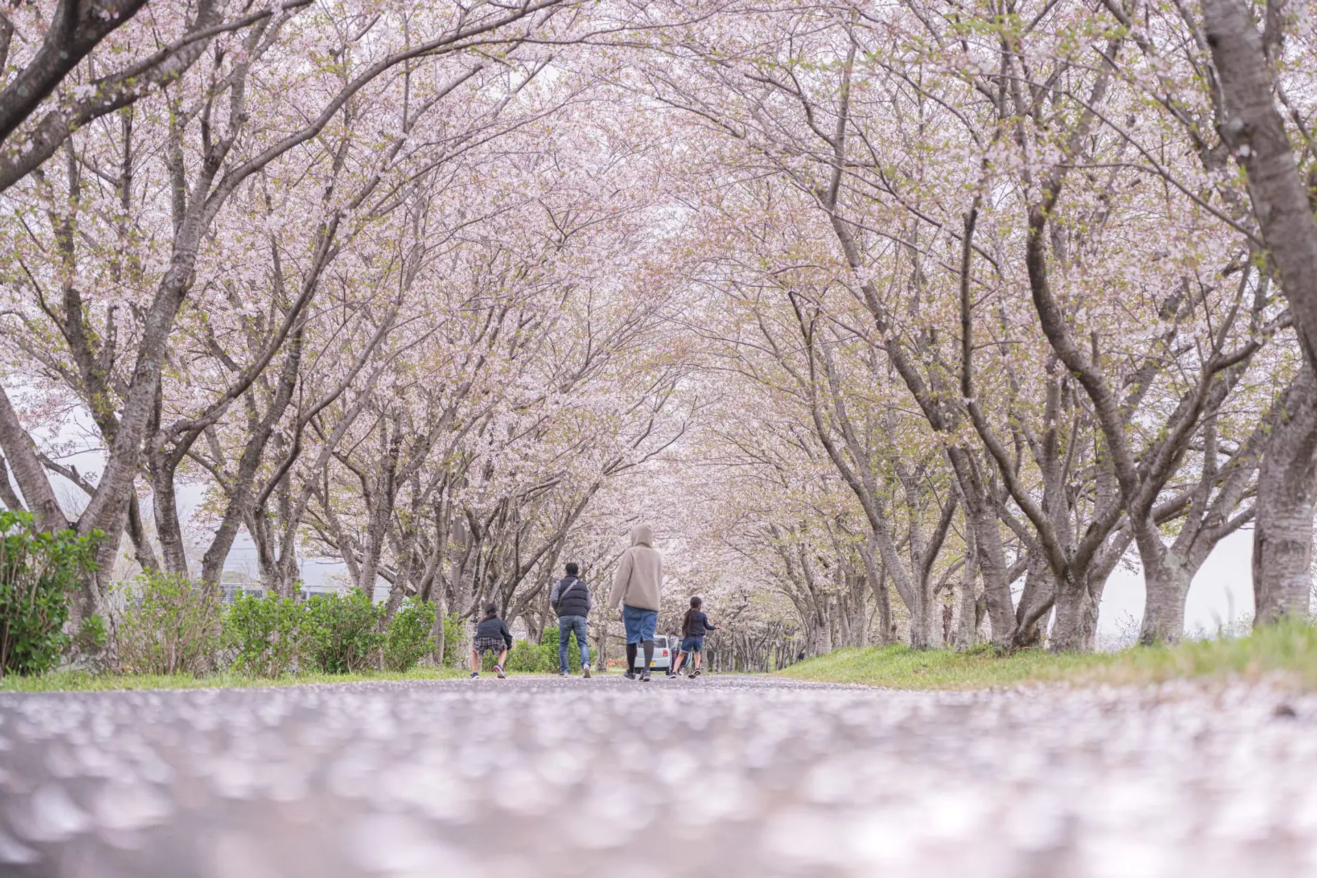 北神山花街道（津市）