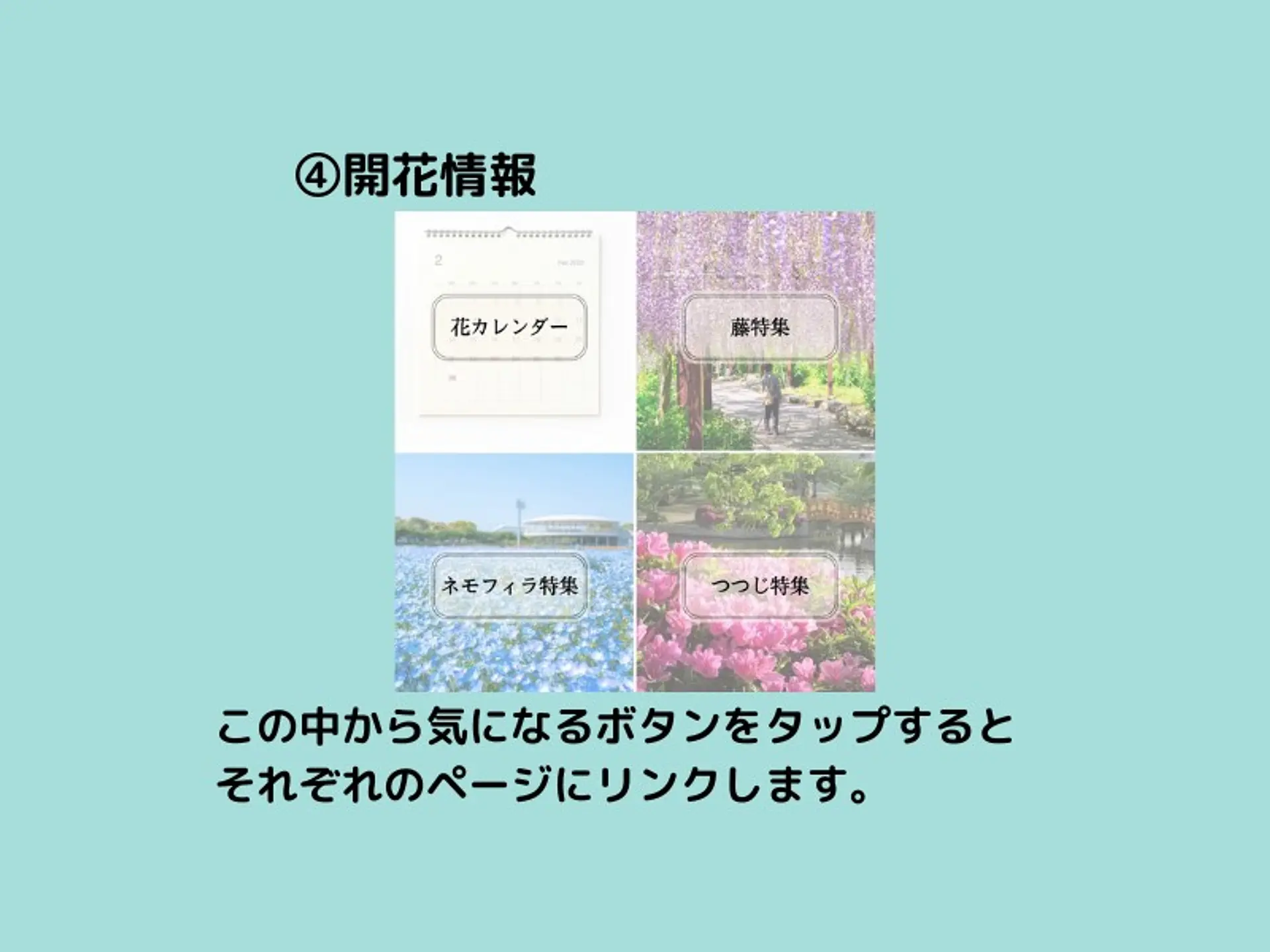 ④開花情報