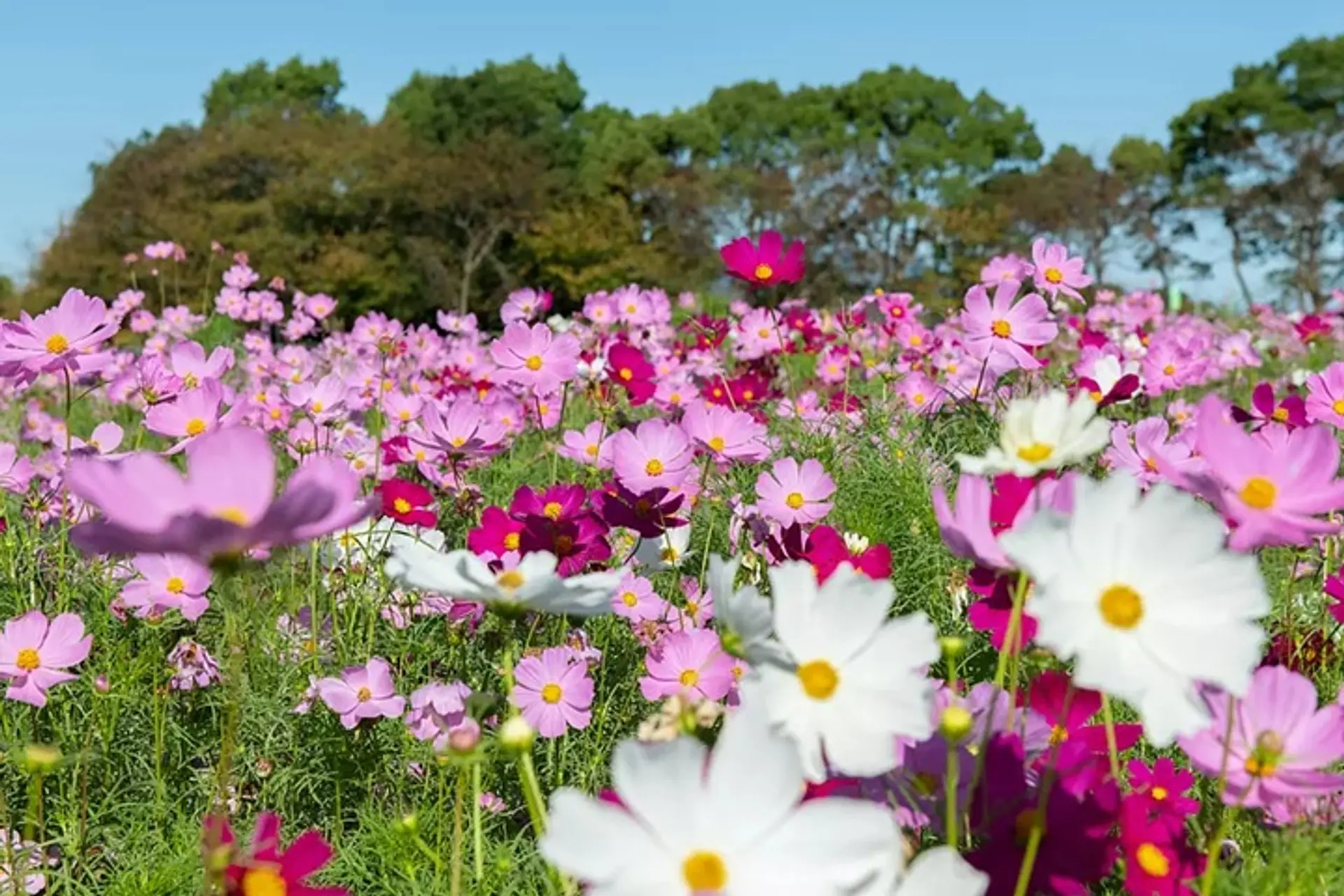 なばなの里のコスモス