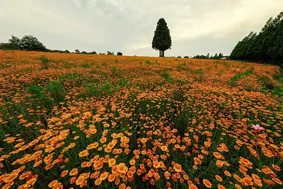 メナード青山リゾートのラベンダー（3）