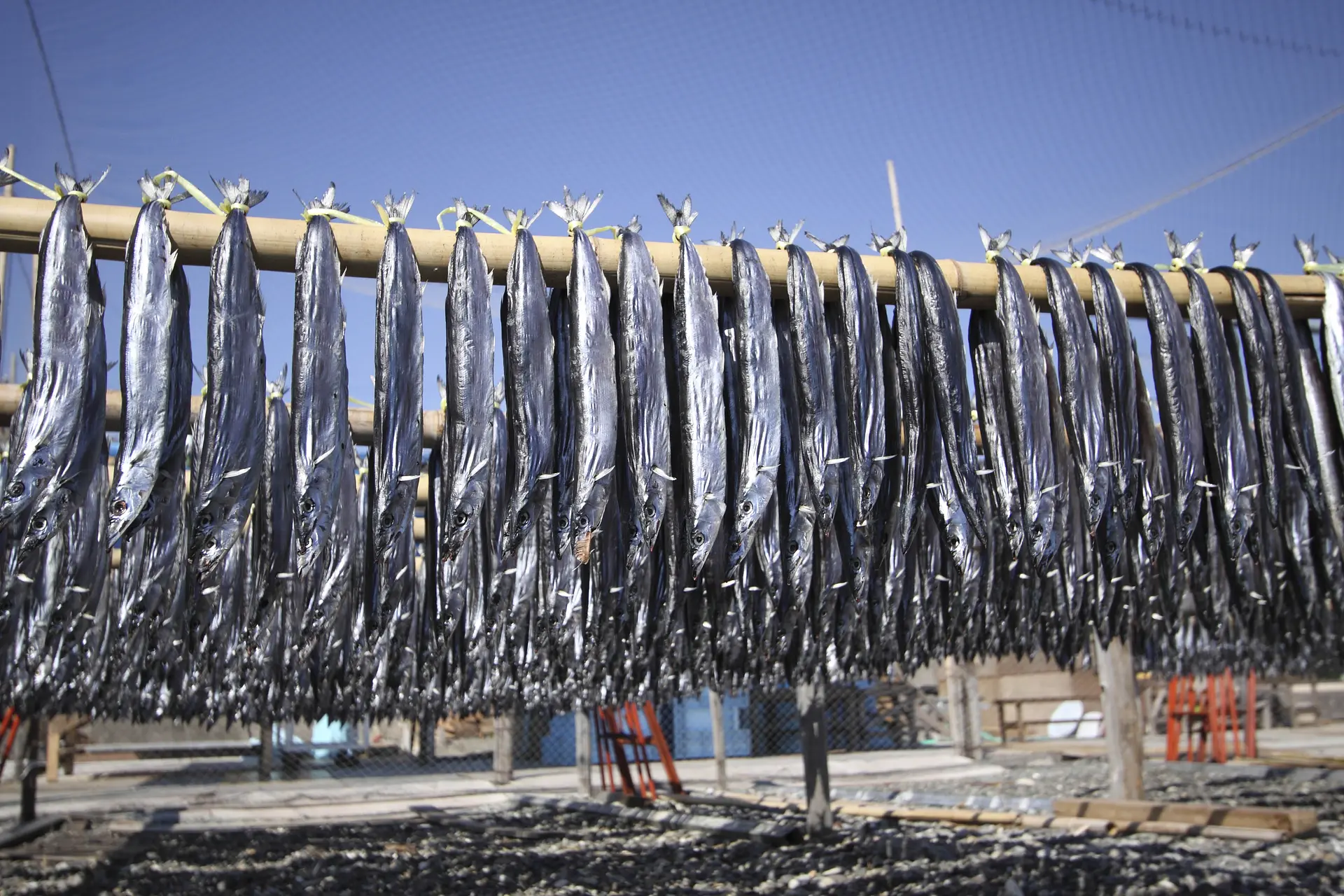 熊野サンマの丸干し