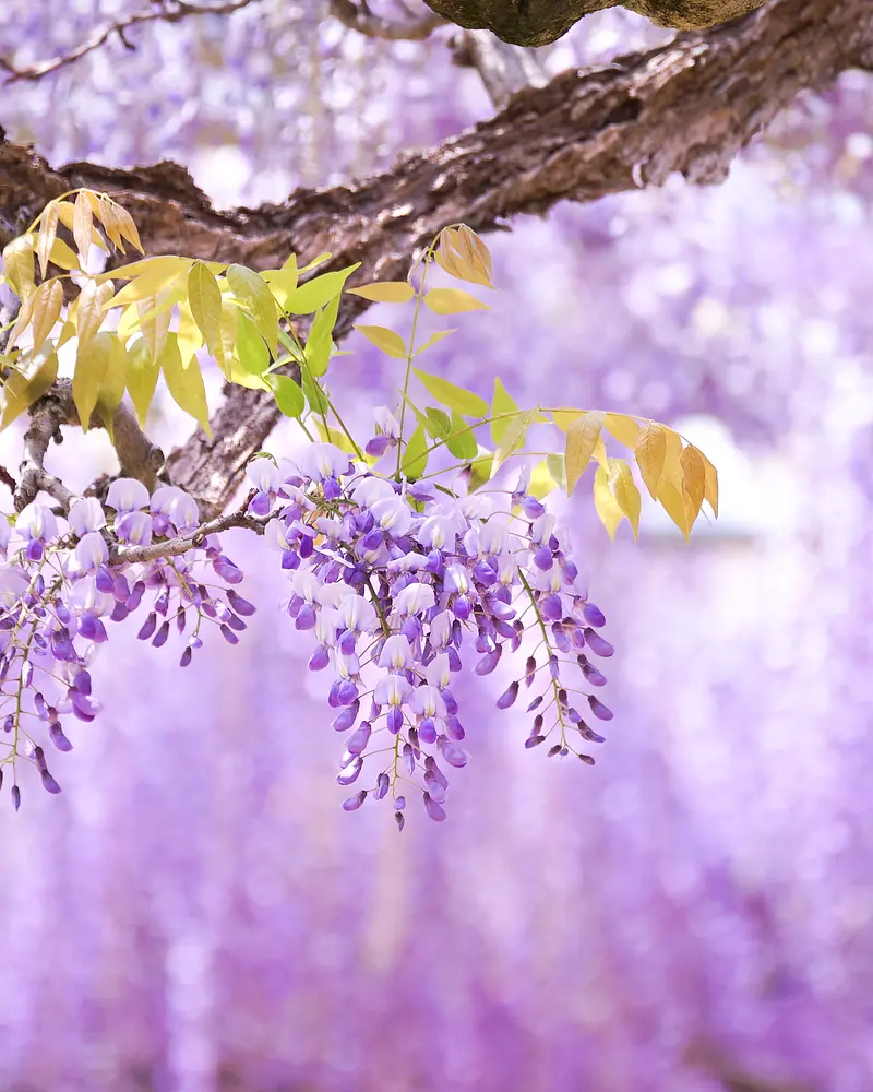 rideau aurore glycine