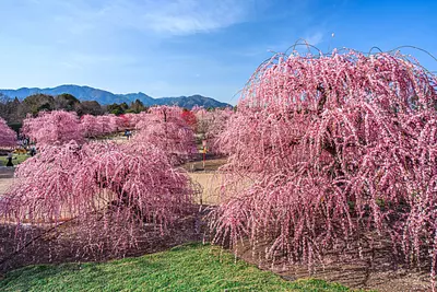 Jardin forestier de Suzuka