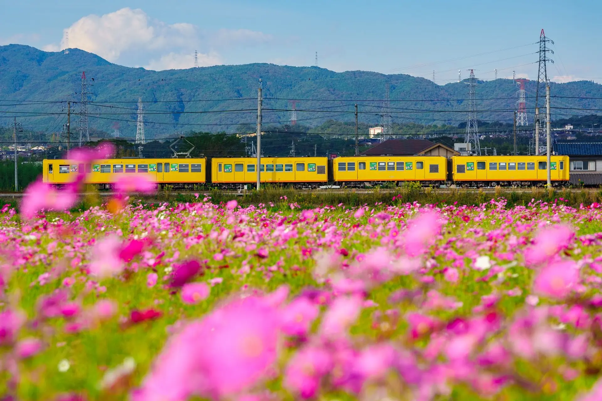 東員町のコスモス