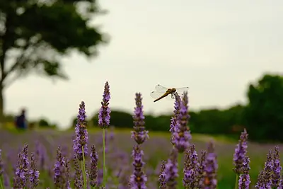 メナード青山リゾートのラベンダー（4）