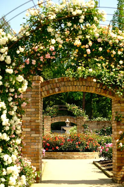 レッドヒルヒーサーの森の春バラ（1）