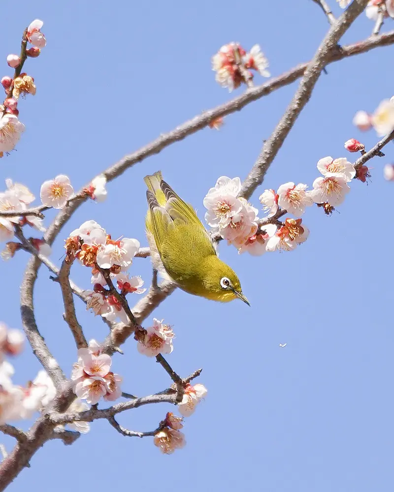 かざはやの里のメジロ