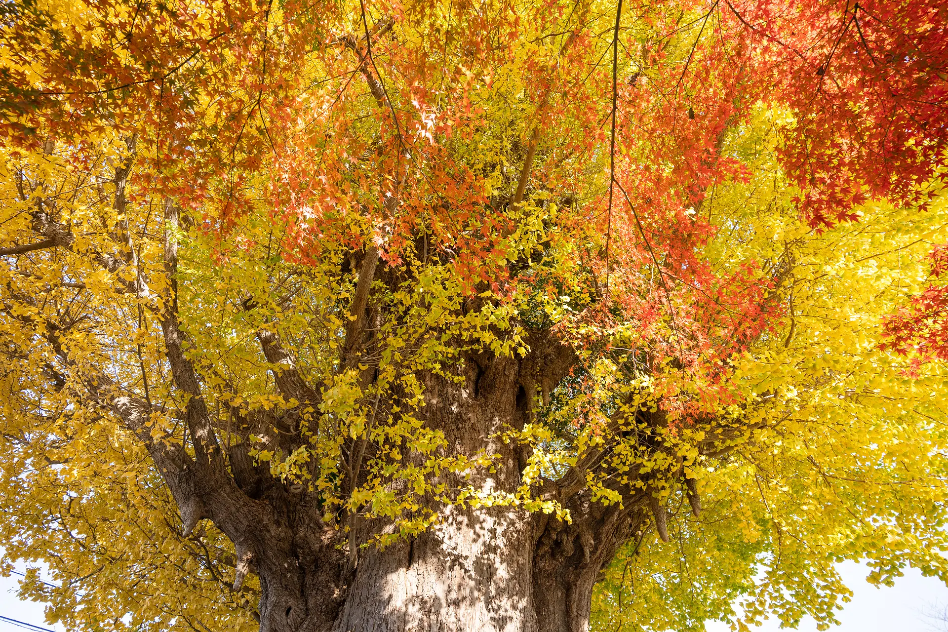 宗英寺のイチョウともみじ