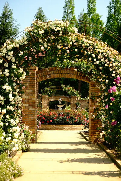 レッドヒルヒーサーの森の春バラ（2）