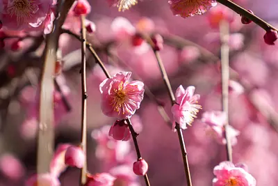 結城神社の枝垂れ梅（13）
