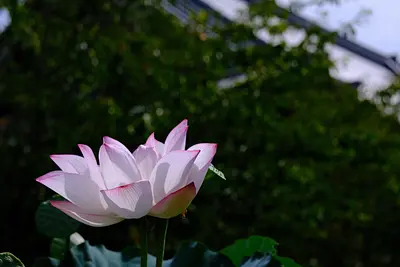 高田本山専修寺の蓮（2）