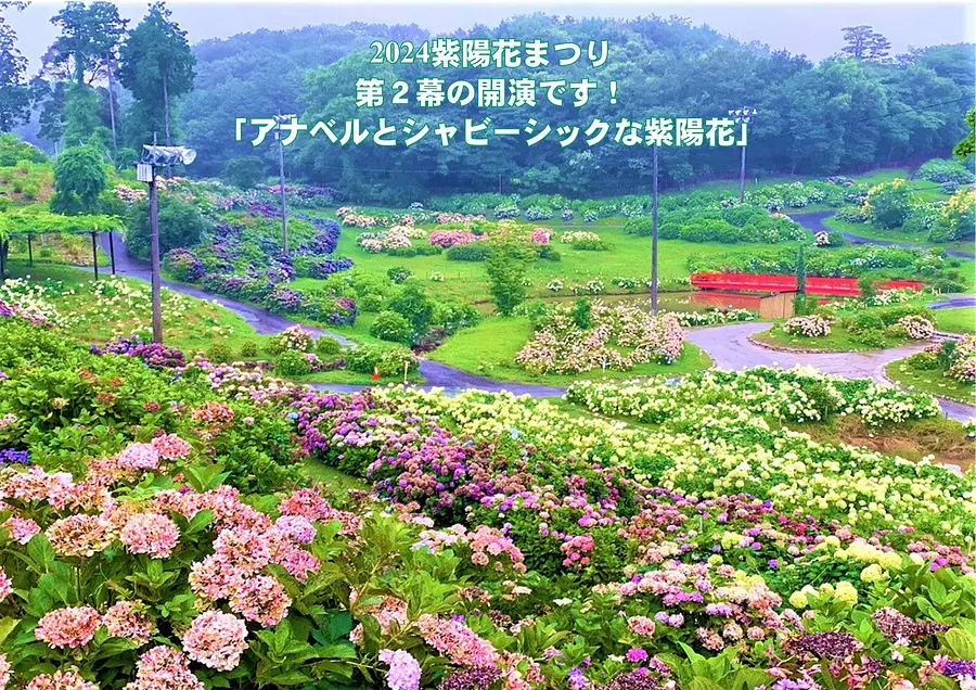 ぽぽさま✴︎紫陽花 紫陽花ぽぷり - バーチャルあっとほぉーむカフェ ぽぽさま✴︎紫陽花 紫陽花ぽぷり - バーチャルあっとほぉーむカフェ