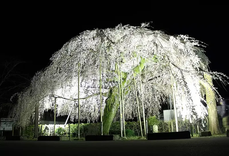 三重県の一本桜