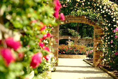 レッドヒルヒーサーの森の春バラ（3）