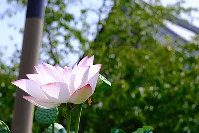 高田本山専修寺の蓮（3）