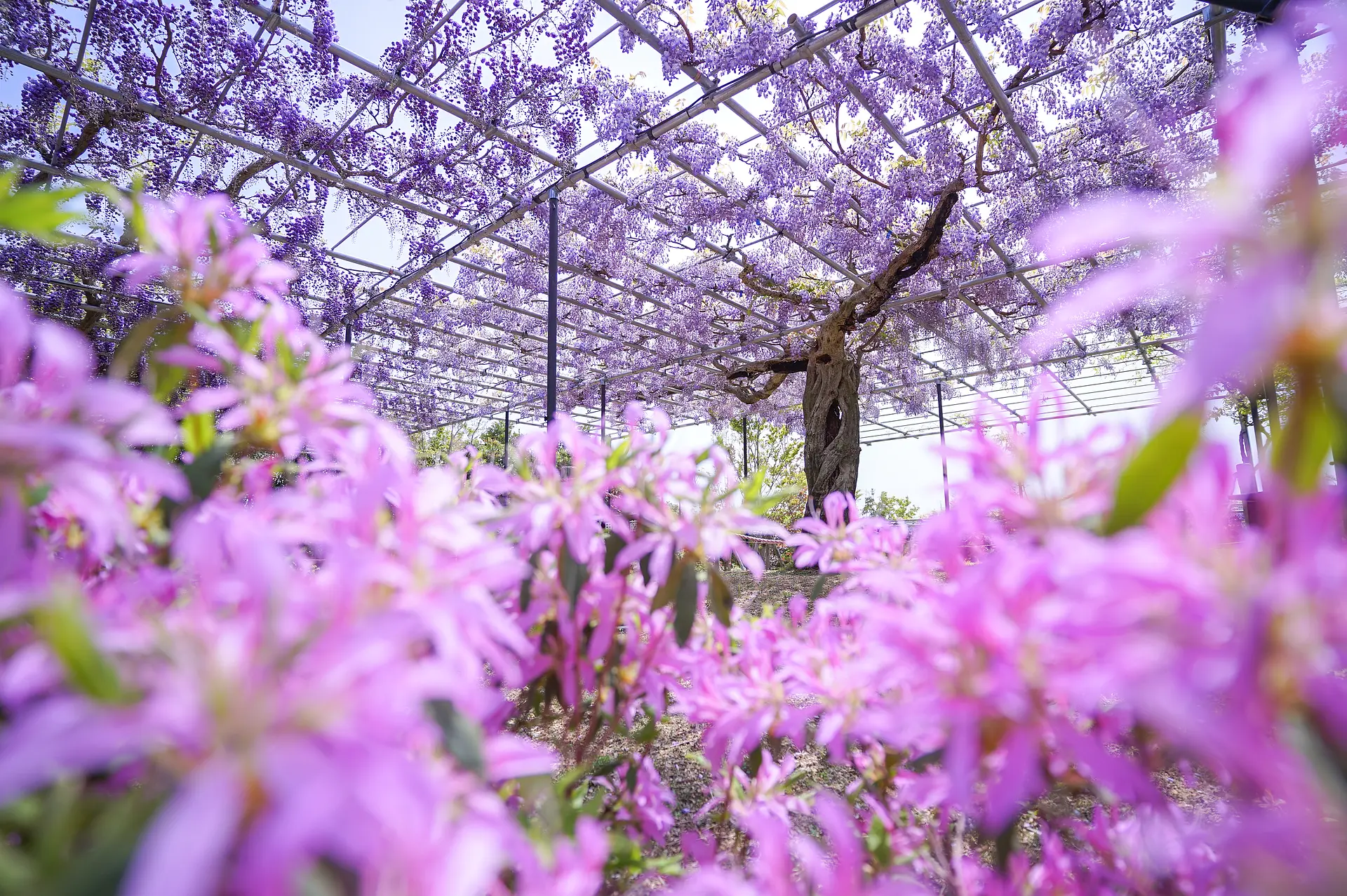 藤のガーデン