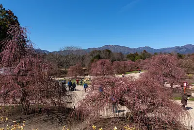 鈴鹿の森庭園の梅（5）