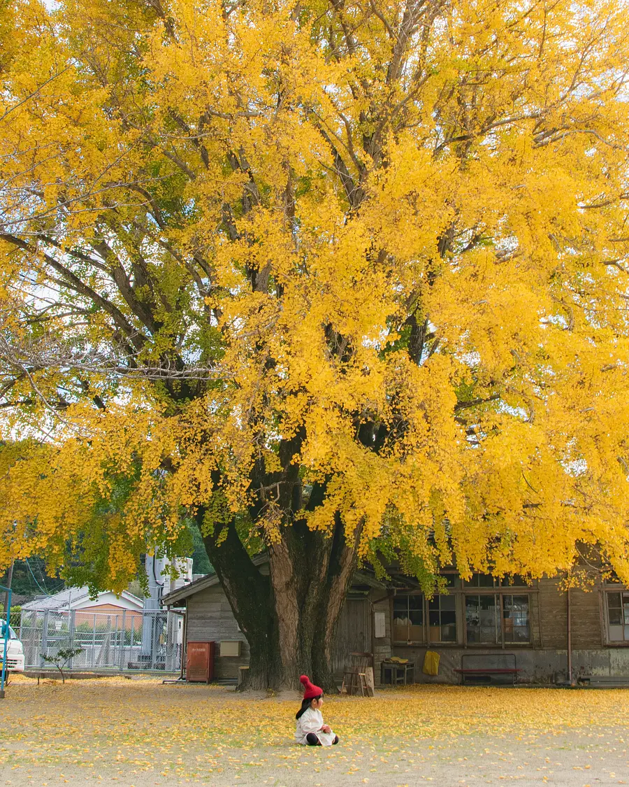 Big ginkgo tree in Kawachi (Wakakusa garden)