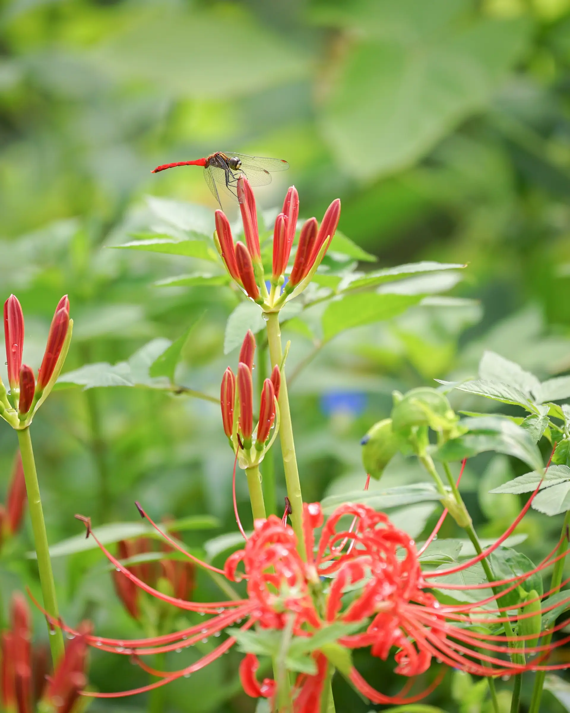 彼岸花と生き物