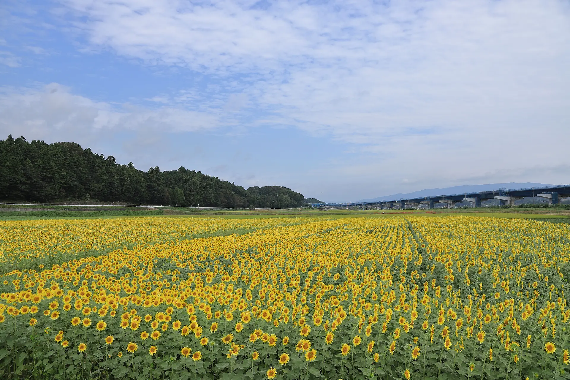 秋のヒマワリ畑ようやく見頃に