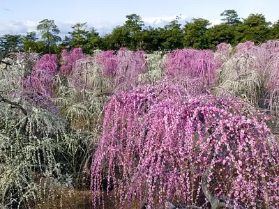 Festival des pruniers/Festival des cerisiers en fleurs Nabana no Sato