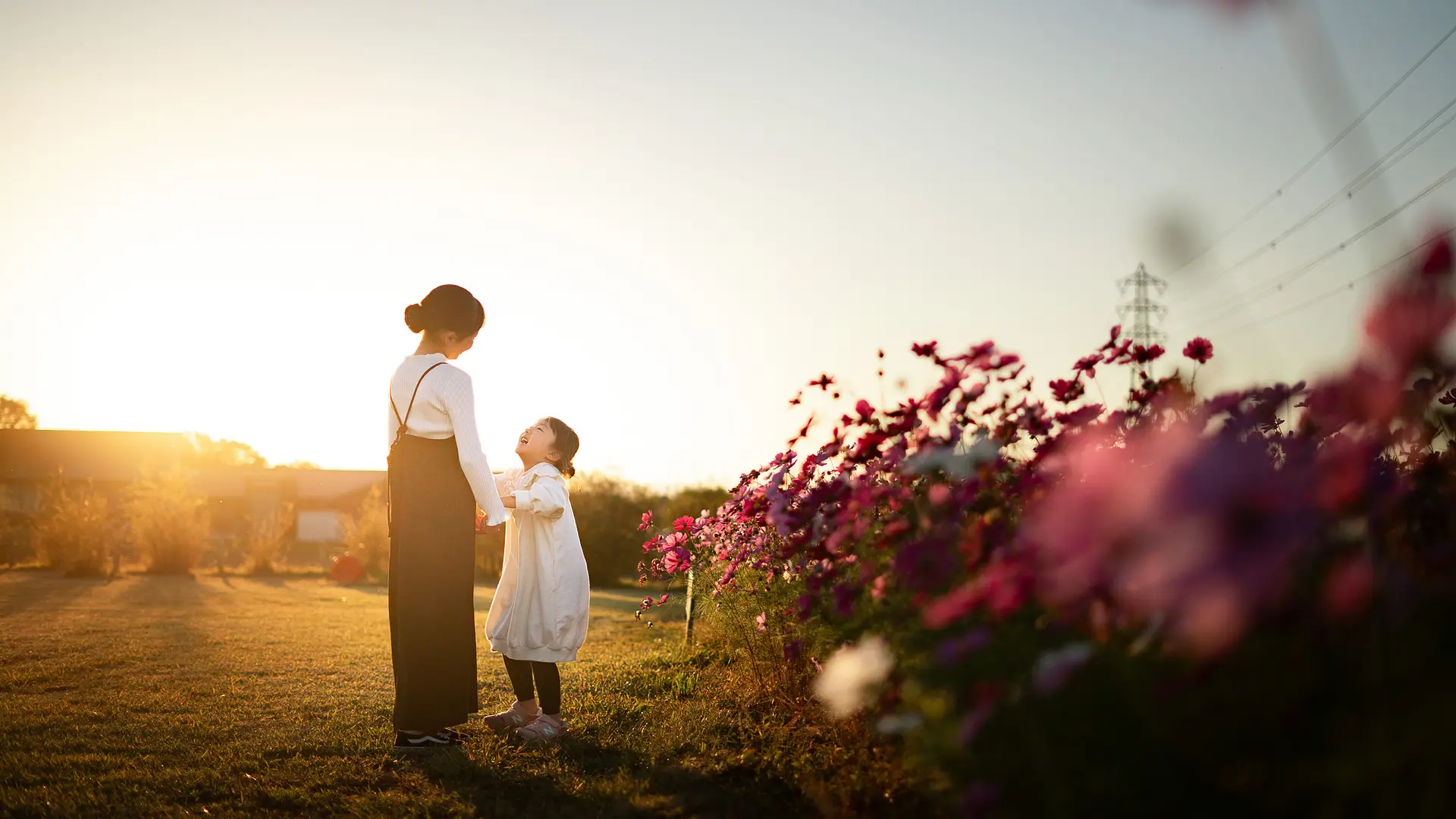 斎宮の史跡を彩るコスモス畑