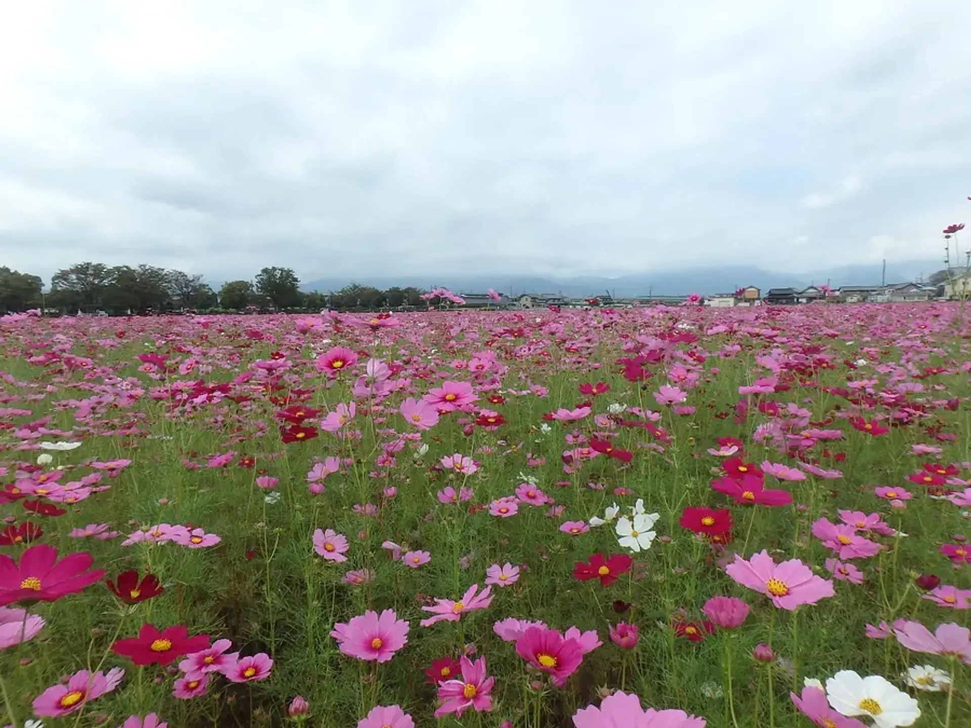 東員町のコスモス