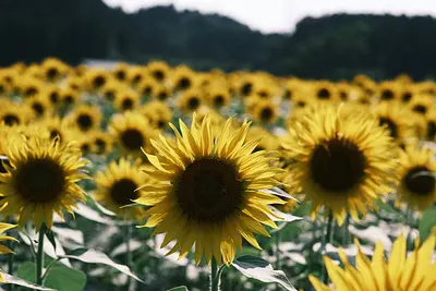 アスピア玉城のひまわり（1）