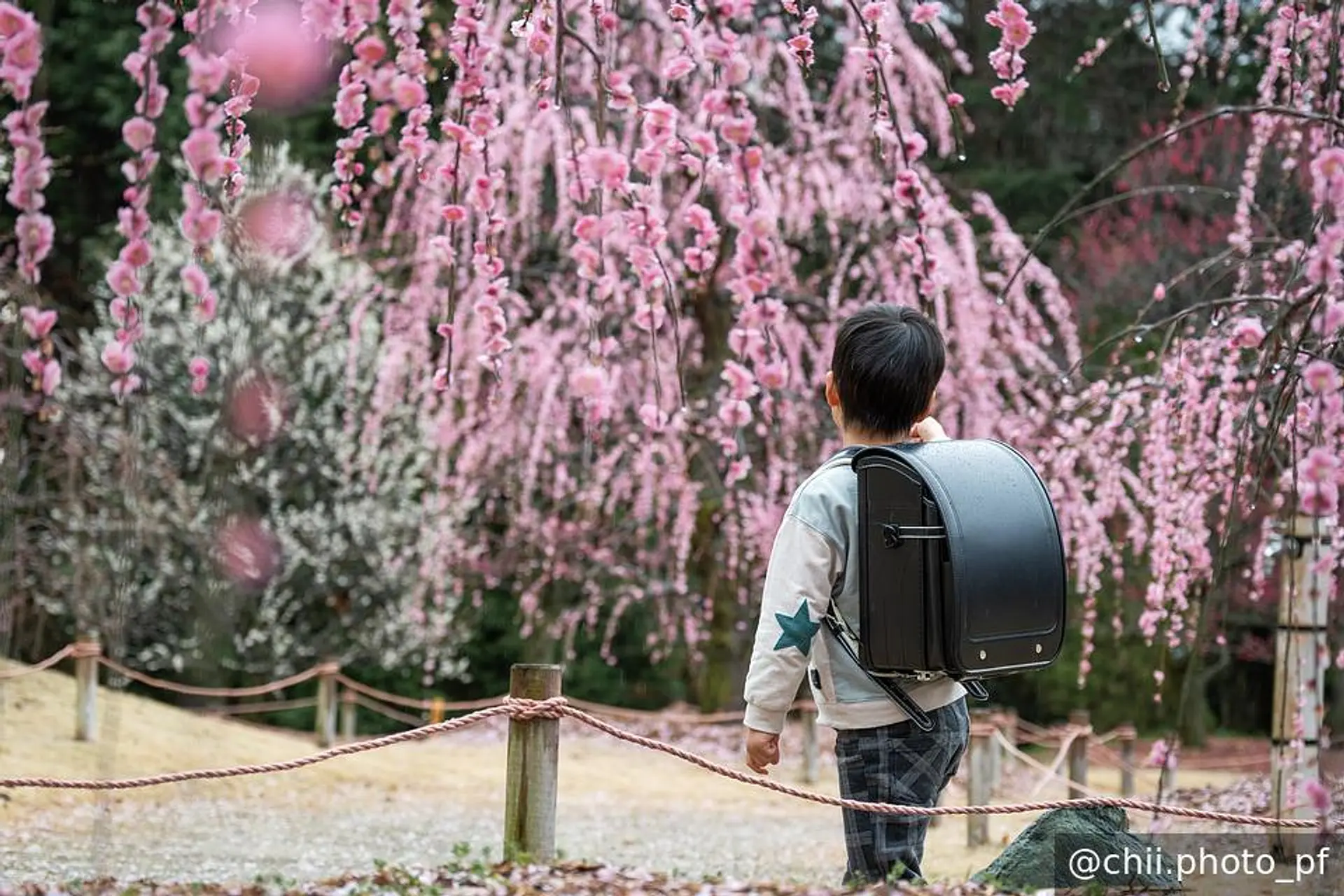 ランドセルとしだれ梅