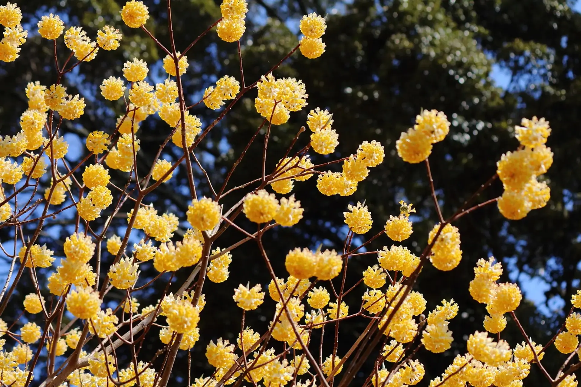 三重県北中部の早春ミツマタスポット巡り