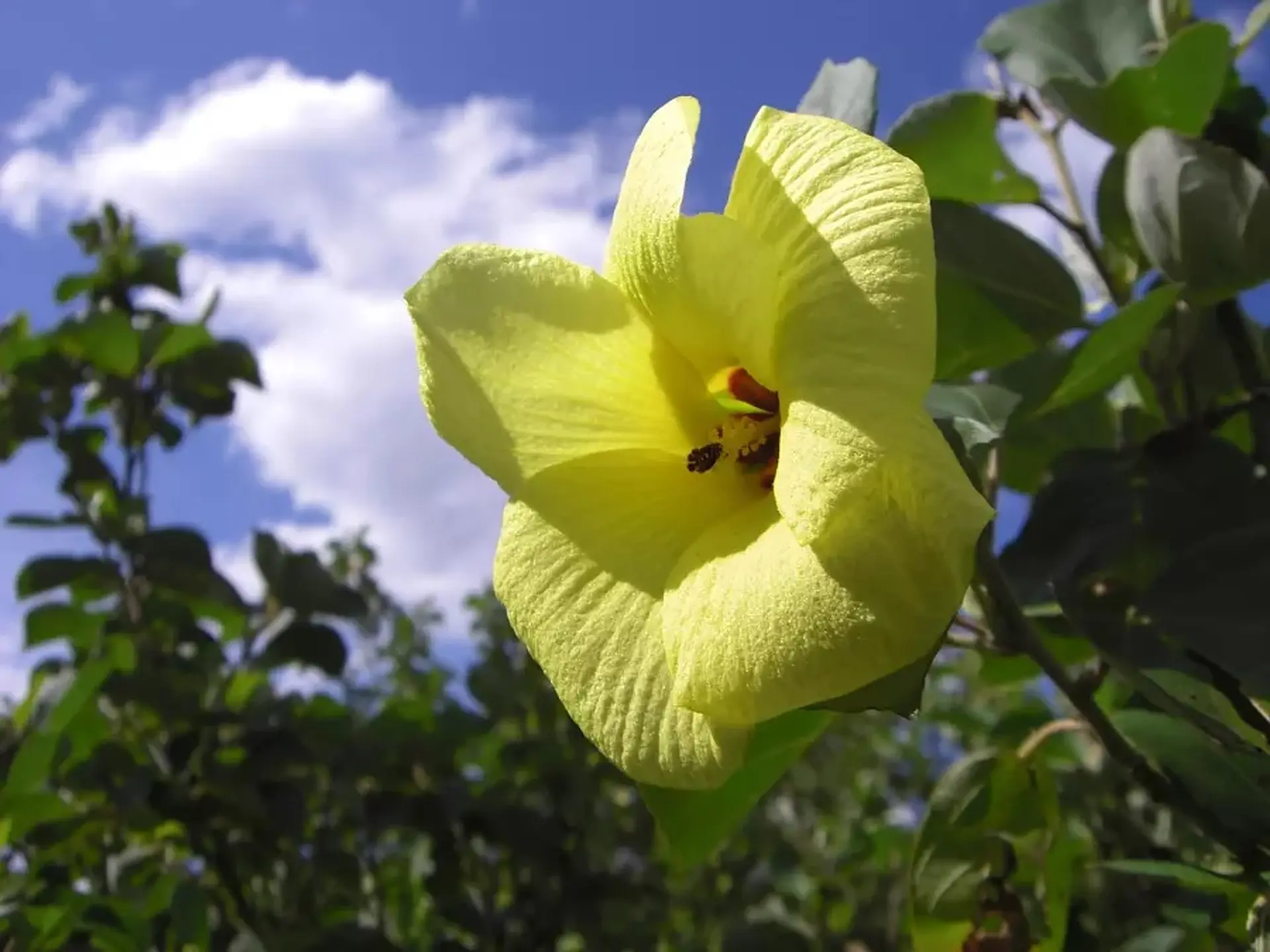 南伊勢町のハマボウ群生地 