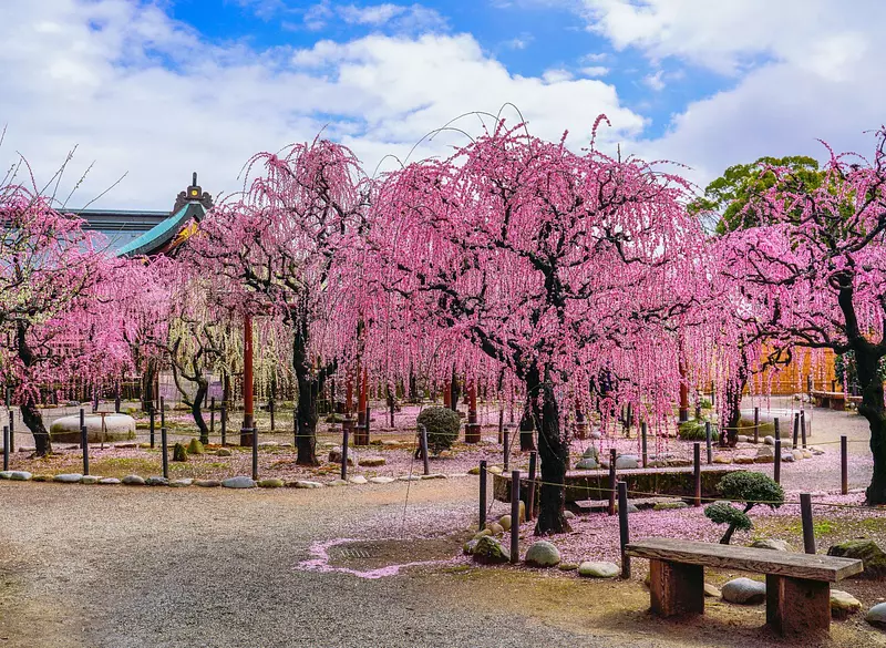 Fleurs de prunier au sanctuaire Yuki