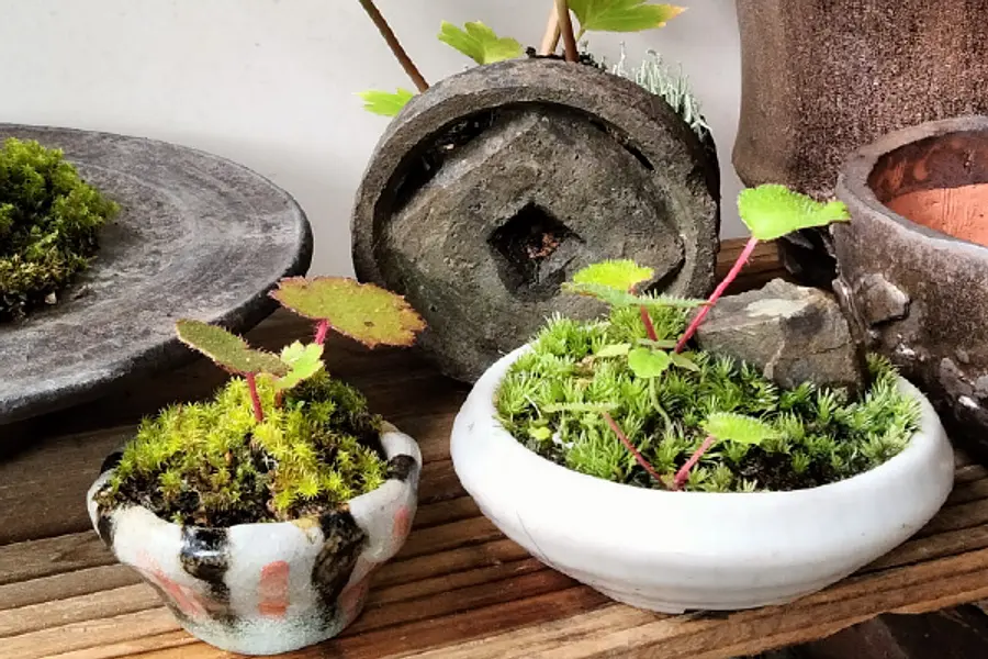 【なばなの里】 第1回 なばなの里 陶器まつり