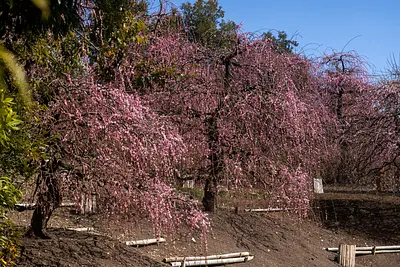 鈴鹿の森庭園の梅（4）