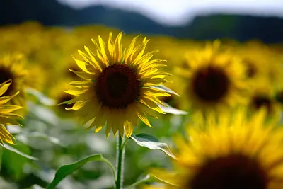 アスピア玉城のひまわり（2）