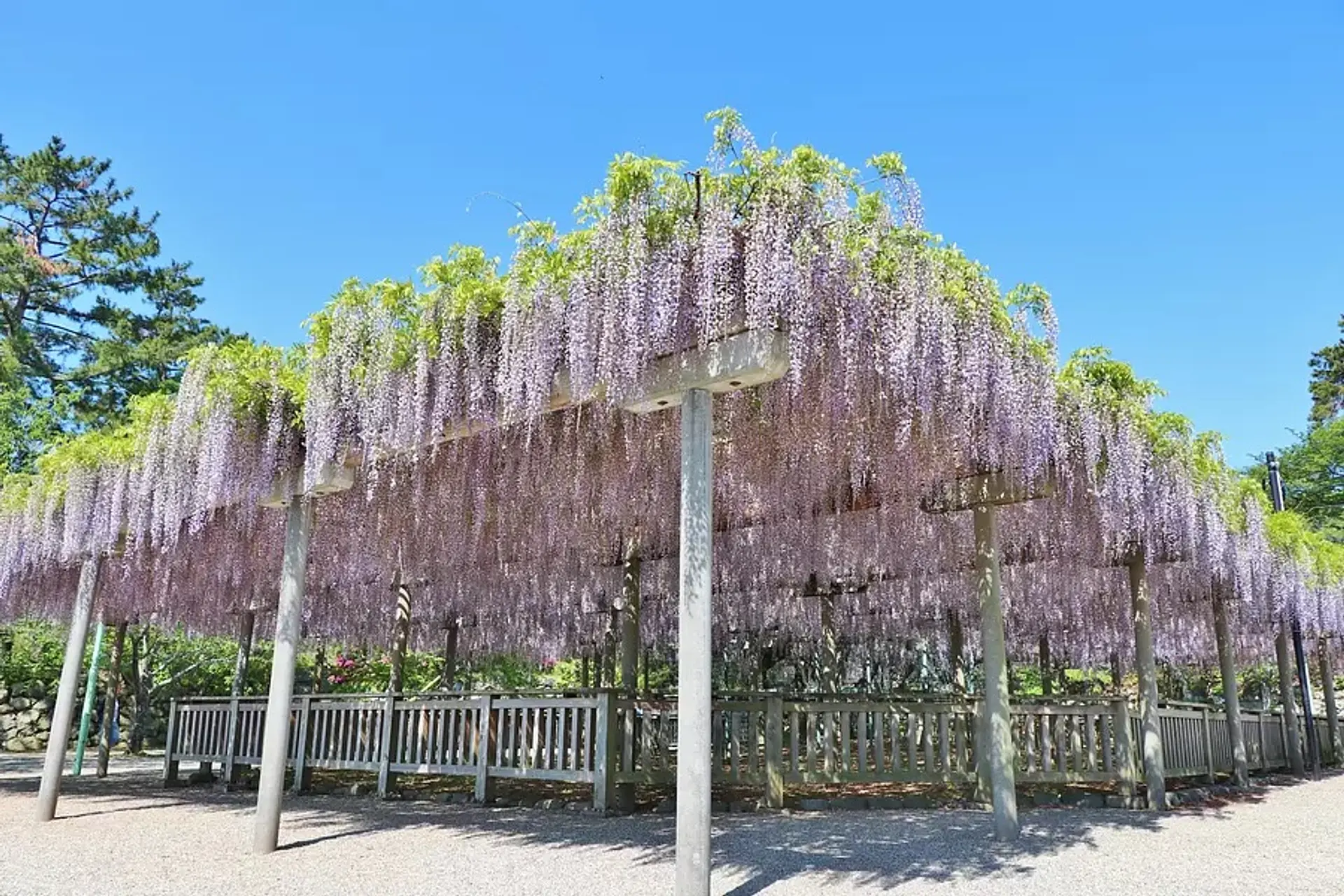 松阪公園（松坂城跡）の藤