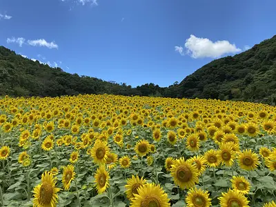 志摩市観光農園のひまわり畑