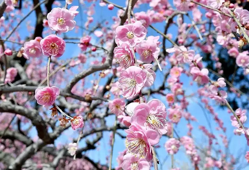 三重県の梅の名所