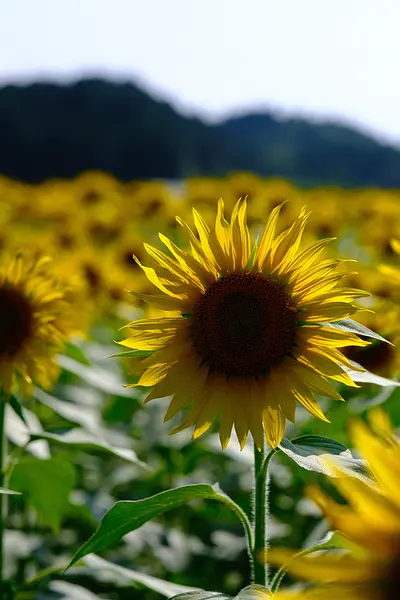 アスピア玉城のひまわり（3）